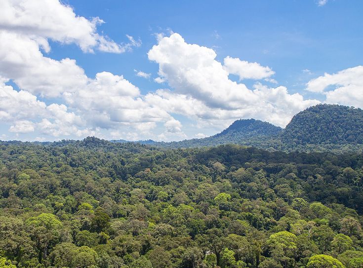 Hutan Halmahera yang terancam keindahannya